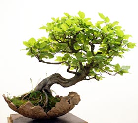 Bonsai